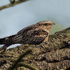 Nightjar.jpg