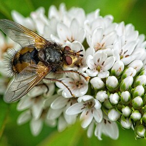 22S03410 tachina fera large 1.jpg