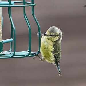 blue tit 2022 1.jpg