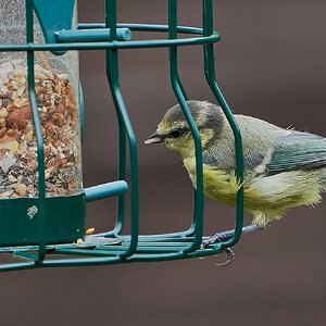 bluetit 2022 22.jpg