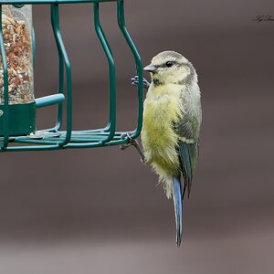 bluetit 2022 21.jpg