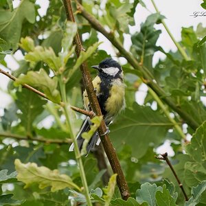 great tit 2022 1.jpg