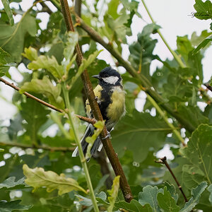 great tit 2022 2.jpg