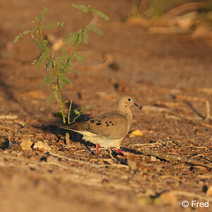 mourning dove S4306.JPG