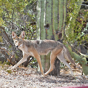 Starr Pass coyote S4257.JPG