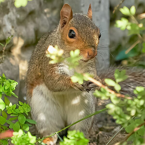 squirrel 2022 33.jpg