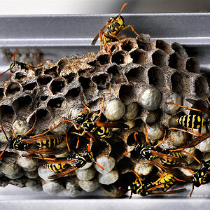 2022-08-09 Wasps2c_f.jpg