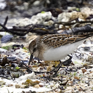 Dvergsnipe  Calidris Minuta