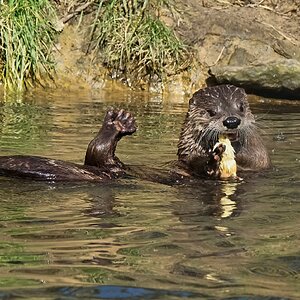 otter conservation 2016 8.jpg
