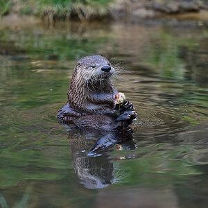otter conservation 2016 10.jpg