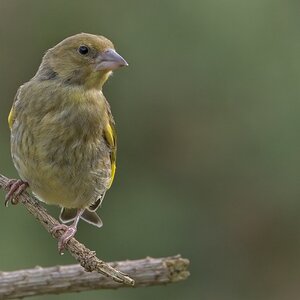 Young Greenfinch.jpg