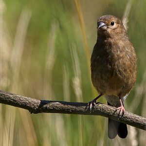 Young BullFinch.jpg