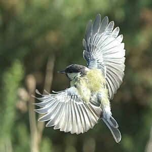 Great Tit bif.jpg