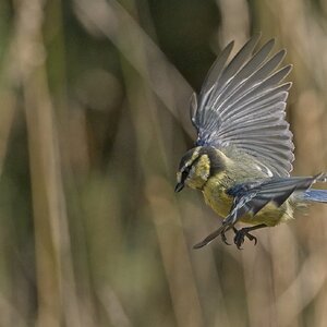 Blue Tit bif.jpg