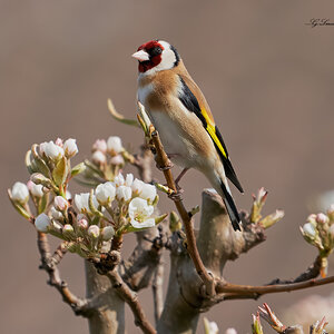 goldfinch 2022.jpg