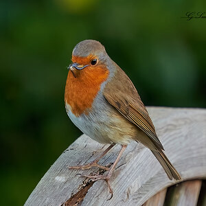 robin 2022 142.jpg
