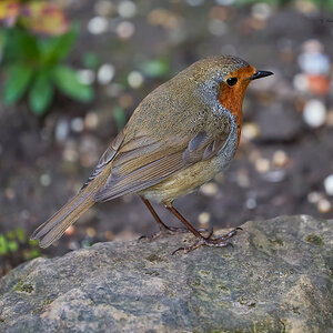 robin 2022 143.jpg