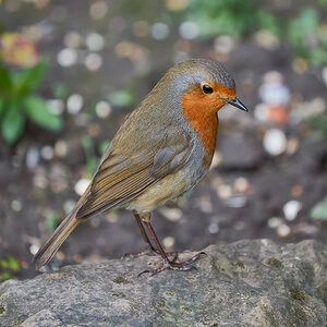 robin 2022 145.jpg