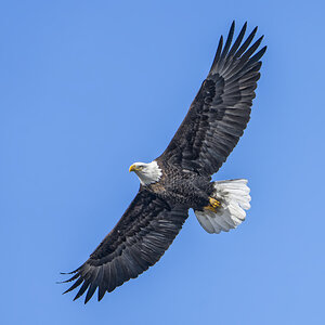Bald Eagle Flying06.jpg