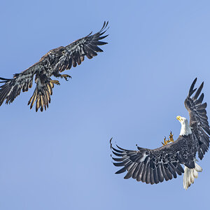 Bald Eagles Flying01.jpg