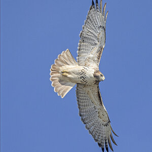 Red-tailed Hawk Flying35.jpg