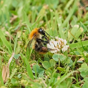 bees 2022 (5).jpg