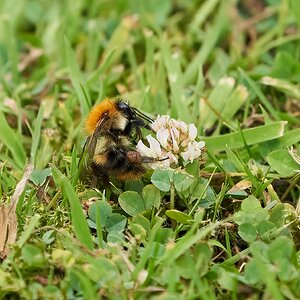 bees 2022 40.jpg