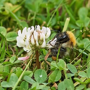bees 2022 39.jpg