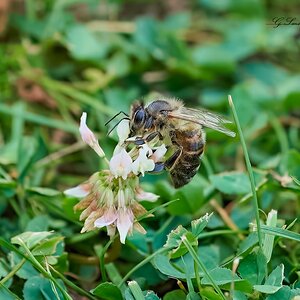 bees 2022 32.jpg
