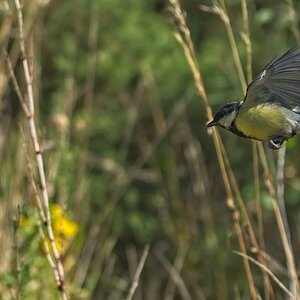 Great Tit in Flight.jpg