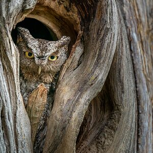 March 2022 Pro Member Competition - JC Photography 1st Place