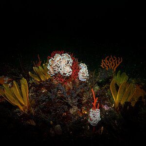 March 2022 Pro Member Competition - etiennescamera 3rd Place