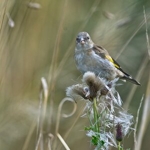 Young Goldfinch