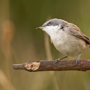 Lesser White Throat.