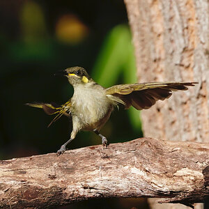 Graceful Honeyeater.jpeg