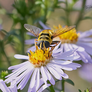 hoverfly 2022 1.jpg