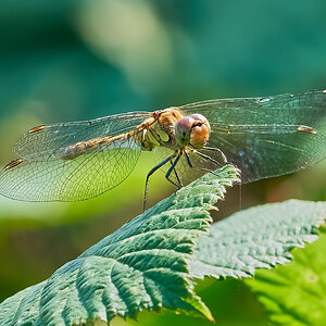 dragonfly 2022 1.jpg