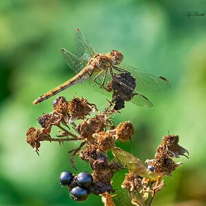 dragonfly 2022.jpg