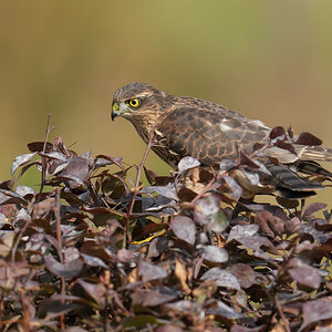 Sparrowhawk-DSC00529-H-2048px.jpg