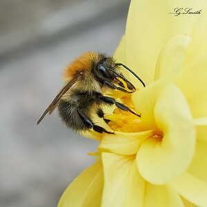 bees 2022 54.jpg