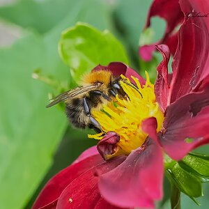 bees 2022 58.jpg