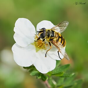 hoverfly  2022  1.jpg