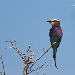 Lilac Breasted Roller