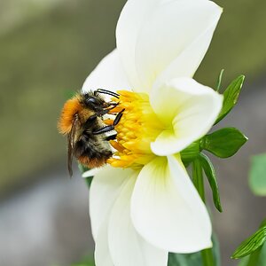 bees 2022  11.jpg