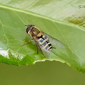 hoverfly 2022 .jpg