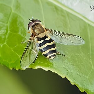 hoverfly 2022  (2).jpg