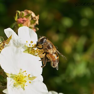 hoverfly 2022 13.jpg