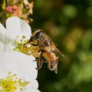 hoverfly 2022 11.jpg
