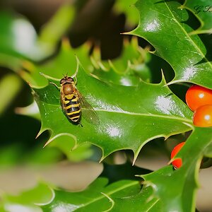 hoverfly 2022 10.jpg