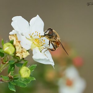 hoverfly 2022 6.jpg